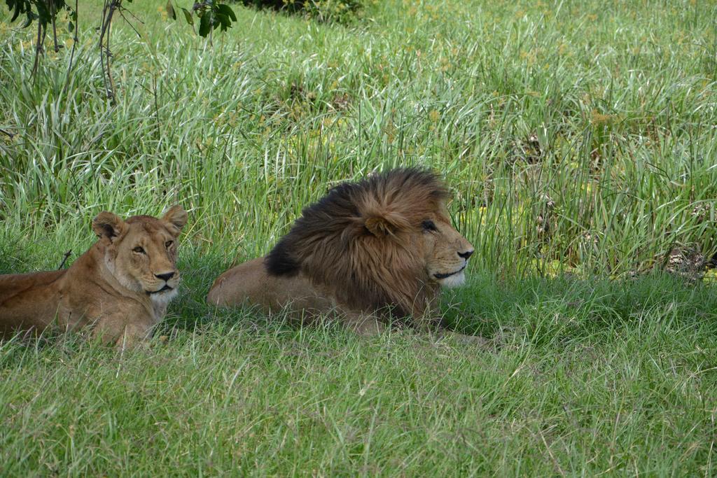 Neptune Mara Rianta Luxury Camp Maasai Mara Exteriör bild