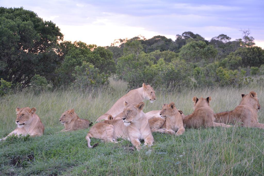 Neptune Mara Rianta Luxury Camp Maasai Mara Exteriör bild