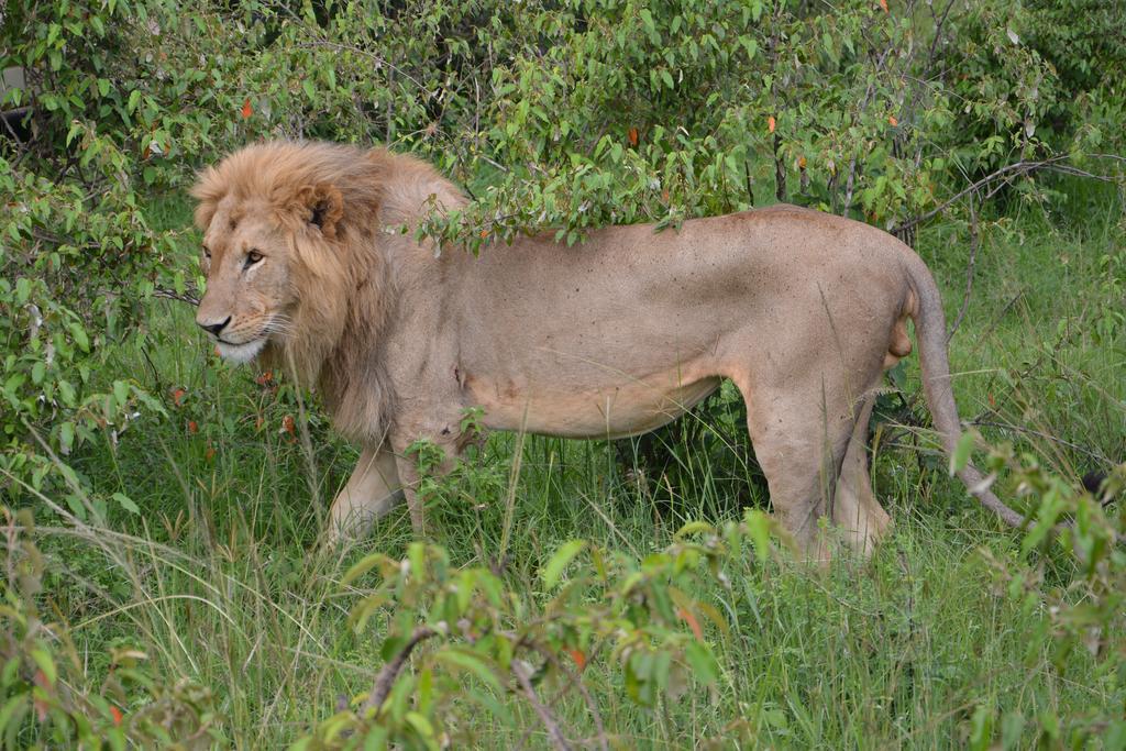 Neptune Mara Rianta Luxury Camp Maasai Mara Exteriör bild