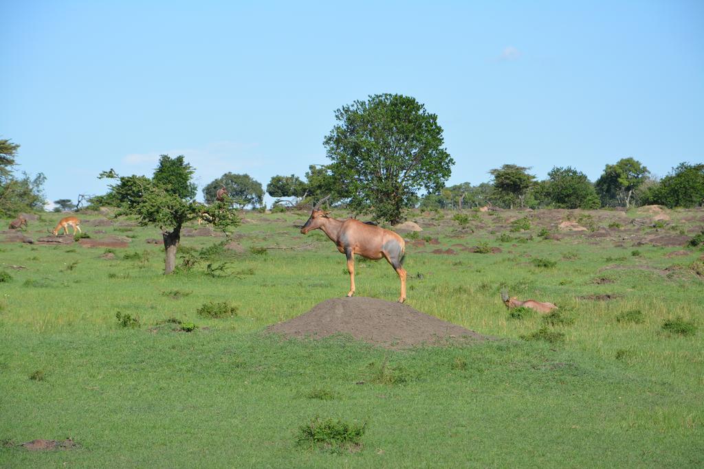 Neptune Mara Rianta Luxury Camp Maasai Mara Exteriör bild